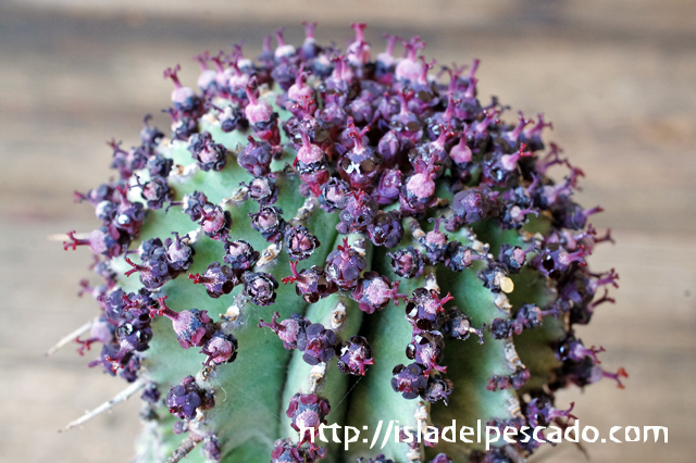 Isla Del Pescado Euphorbia Polygona ユーフォルビア ポリゴナ