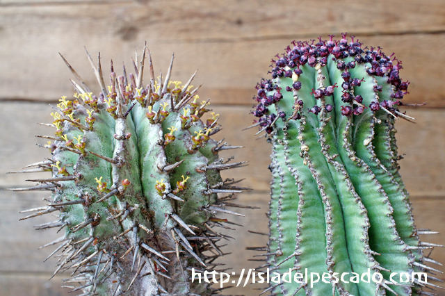 Isla Del Pescado Euphorbia Polygona ユーフォルビア ポリゴナ