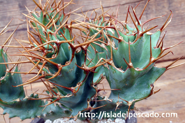 isla del pescado - Euphorbia tortirama-ユーフォルビア・トルチラマ