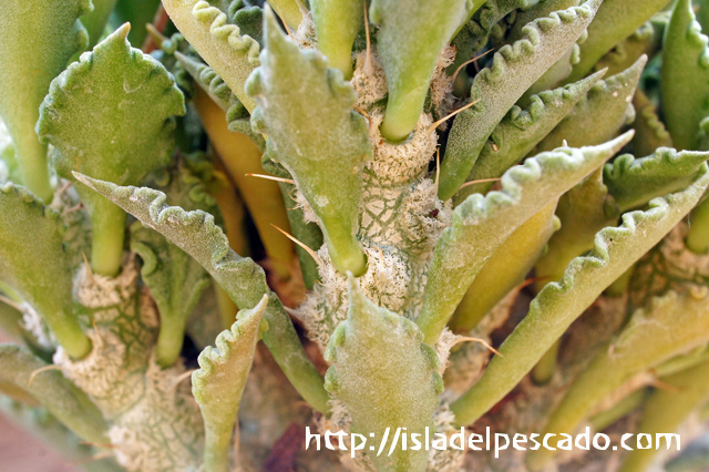 isla del pescado - Euphorbia tulearensis-ユーフォルビア・トゥレ