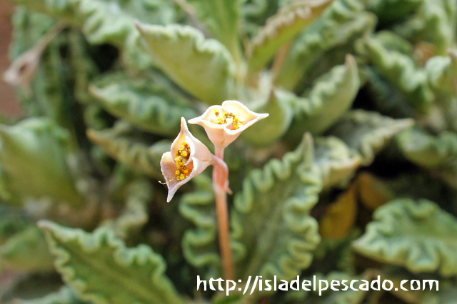 isla del pescado - Euphorbia tulearensis-ユーフォルビア・トゥレ