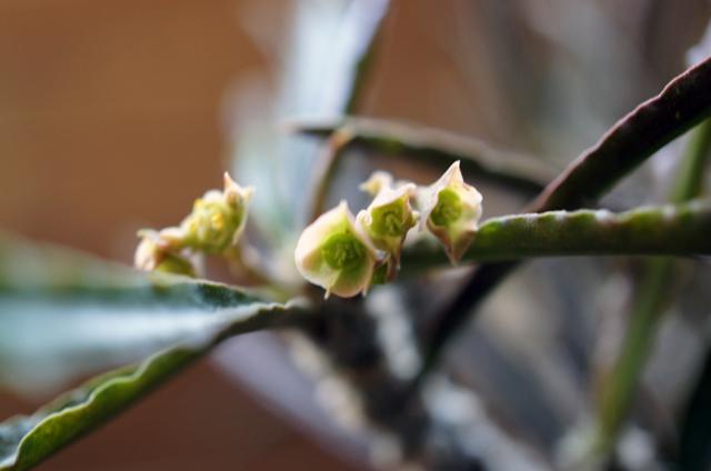 isla del pescado - Euphorbia waringiae-ユーフォルビア・ワリンギアエ