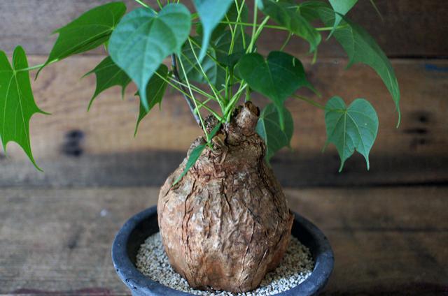 塊根植物の中でも珍しい、東南アジアのフィルミアナ・コロラータ