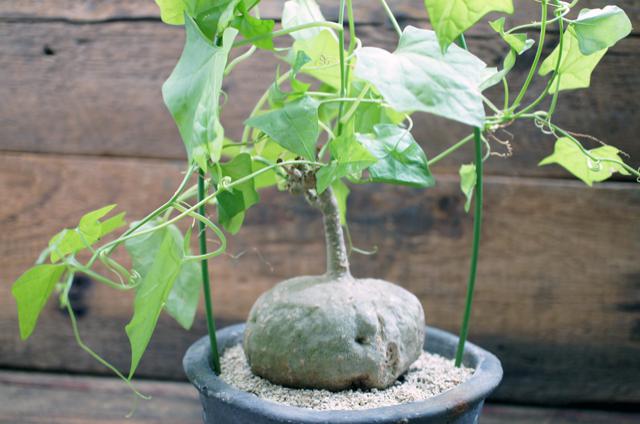 ゲラルタンザス　マクロリザス　塊根植物　眠り布袋