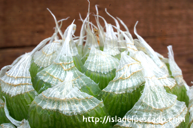 isla del pescado - Haworthia lockwoodii-ハオルチア・ロックウッディー