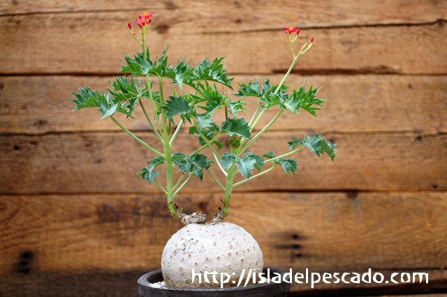 塊根植物　ヤトロファ・カタルティカ　☆錦珊瑚☆