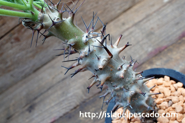 isla del pescado - Jatropha fissispina-ヤトロファ・フィッシスピナ