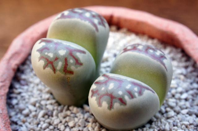 isla del pescado - Lithops dorotheae C300-麗虹玉