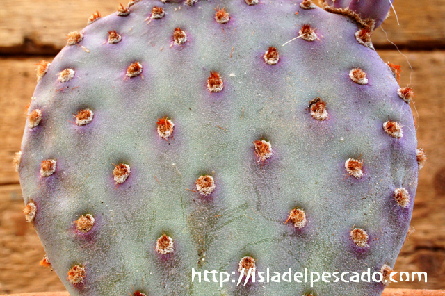 エバニュー opuntia basilaris Berlin オプンチア サボテン 多肉