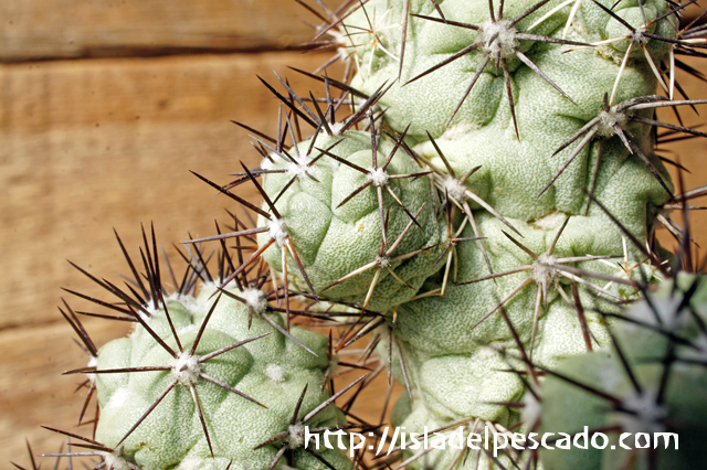 isla del pescado - Ortegocactus macdougallii-オルテゴカクタス