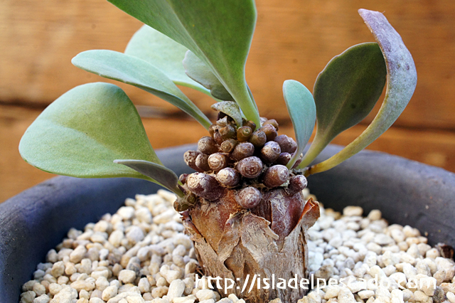 12珍奇植物‼️南アフリカ 植え付一年安定株 原産 オトンナ アルミアナ*へレー