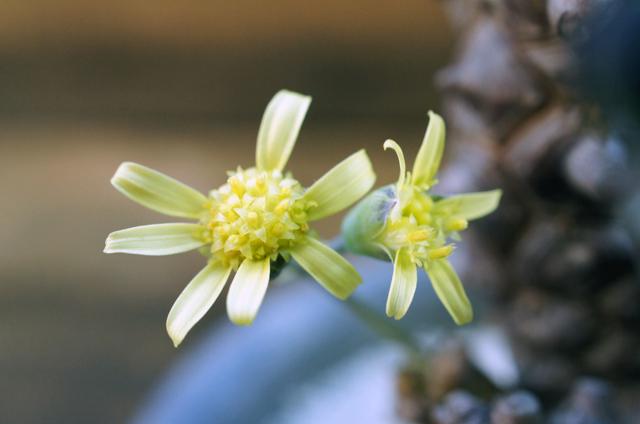 Isla Del Pescado Othonna Herrei 蛮鬼塔