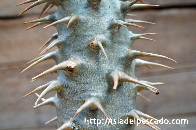 isla del pescado - Pachypodium ambongense-パキポディウム