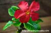 Pachypodium baronii var. windsorii パキポディウム・ウィンゾリー image_3