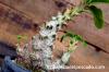 Pachypodium baronii var. windsorii パキポディウム・ウィンゾリー image_4
