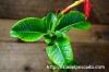 Pachypodium baronii var. windsorii パキポディウム・ウィンゾリー image_5