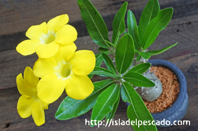Pachypodium bicolor パキポディウム・ビカラー
