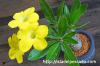 Pachypodium bicolor パキポディウム・ビカラー image_1