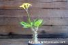 Pachypodium bicolor パキポディウム・ビカラー image_2