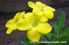 Pachypodium bicolor パキポディウム・ビカラー image_3