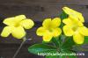 Pachypodium bicolor パキポディウム・ビカラー image_4