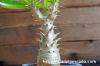 Pachypodium bicolor パキポディウム・ビカラー image_5