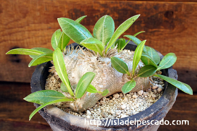 ネット買蔵 パキポディウム ブレビカウレ 恵比寿笑い 植物/観葉植物