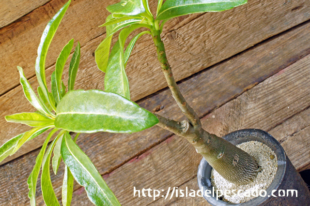 isla del pescado - Pachypodium decaryi-パキポディウム・デカリー