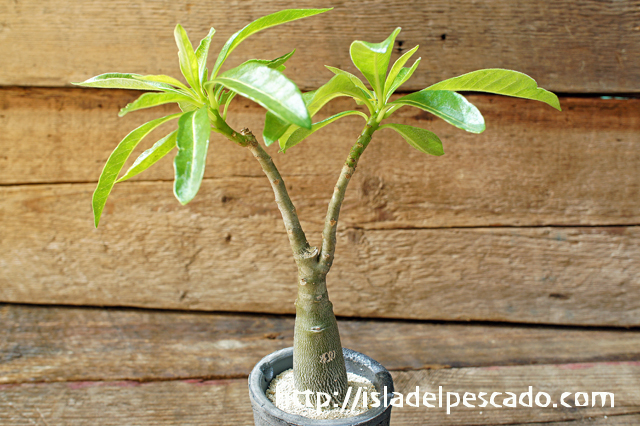 isla del pescado - Pachypodium decaryi-パキポディウム・デカリー