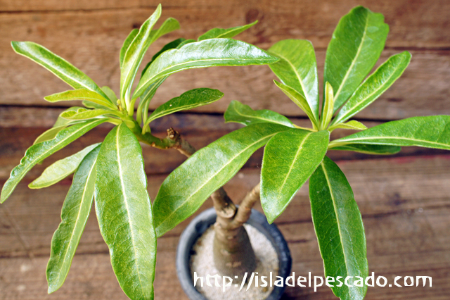 isla del pescado - Pachypodium decaryi-パキポディウム・デカリー