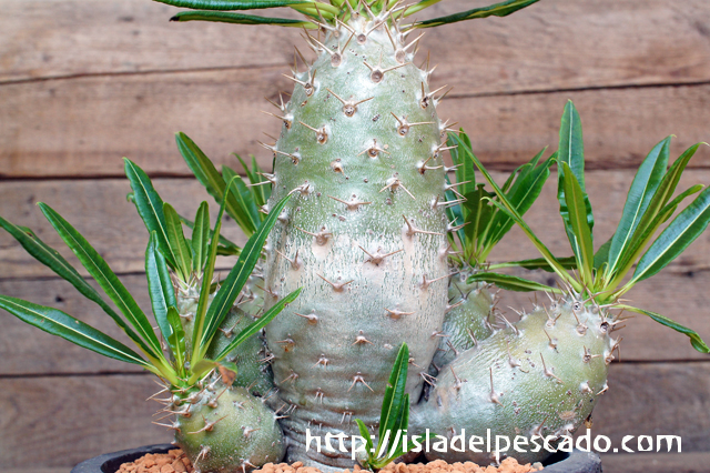 isla del pescado - Pachypodium lamerei var. fiherenense