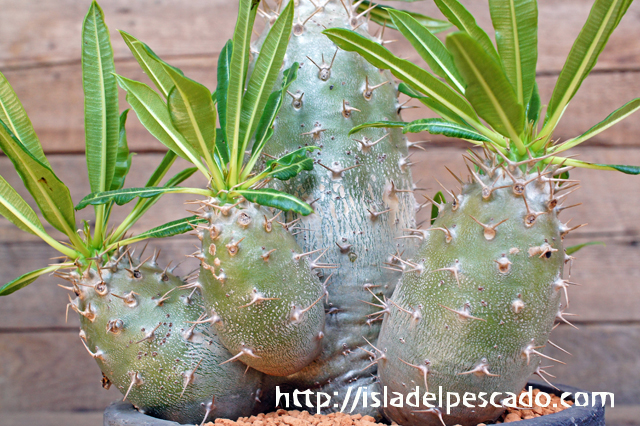 isla del pescado - Pachypodium lamerei var. fiherenense