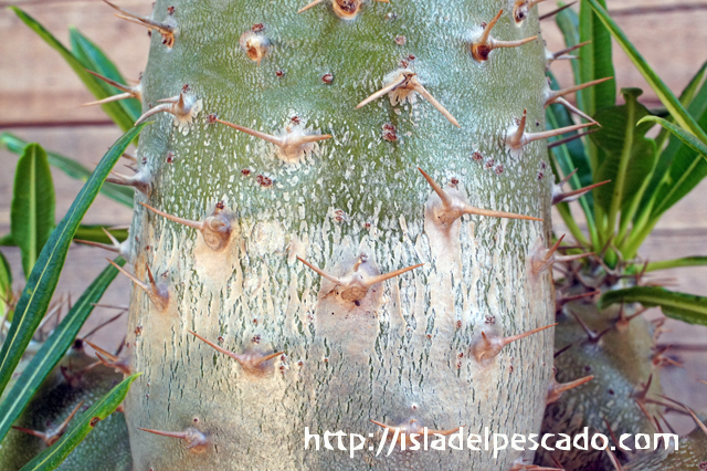 isla del pescado - Pachypodium lamerei var. fiherenense