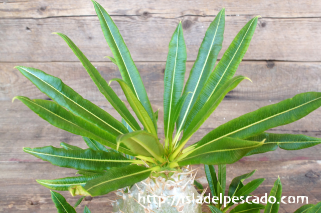 isla del pescado - Pachypodium lamerei var. fiherenense