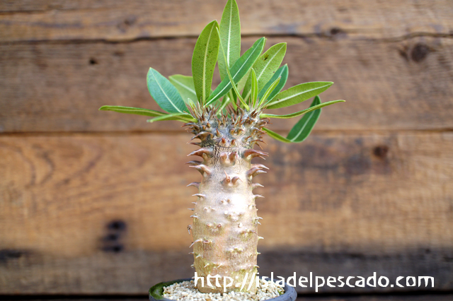 isla del pescado - Pachypodium makayense-魔界玉