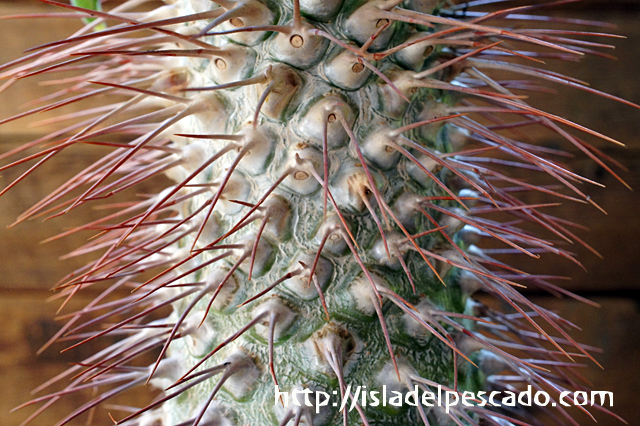 isla del pescado - Pachypodium namaquanum-光堂