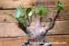 Pachypodium rosulatum var. cactipes パキポディウム・カクチペス image_2