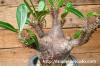 Pachypodium rosulatum var. cactipes パキポディウム・カクチペス image_3