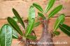 Pachypodium rosulatum var. cactipes パキポディウム・カクチペス image_5
