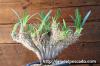 Pachypodium rosulatum var. gracilius cv. crest 象牙宮　綴化 image_2