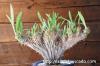 Pachypodium rosulatum var. gracilius cv. crest 象牙宮　綴化 image_3