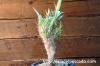 Pachypodium rosulatum var. gracilius cv. crest 象牙宮　綴化 image_4