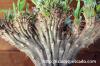 Pachypodium rosulatum var. gracilius cv. crest 象牙宮　綴化 image_5