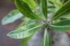 Pachypodium rosulatum var. gracilius f. Variegata パキポディウム・ロスラーツム 変種 グラキリウス（斑入り） image_2