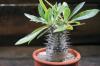 Pachypodium rosulatum var. gracilius f. Variegata パキポディウム・ロスラーツム 変種 グラキリウス（斑入り） image_3
