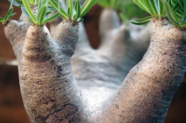 isla del pescado - Pachypodium rosulatum var. inopinatum