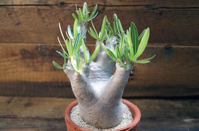 isla del pescado - Pachypodium rosulatum var. inopinatum ...