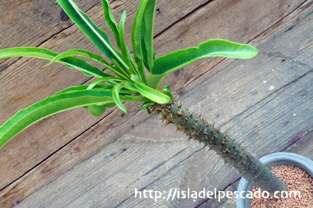 isla del pescado - Pachypodium rutenbergianum-パキポディウム