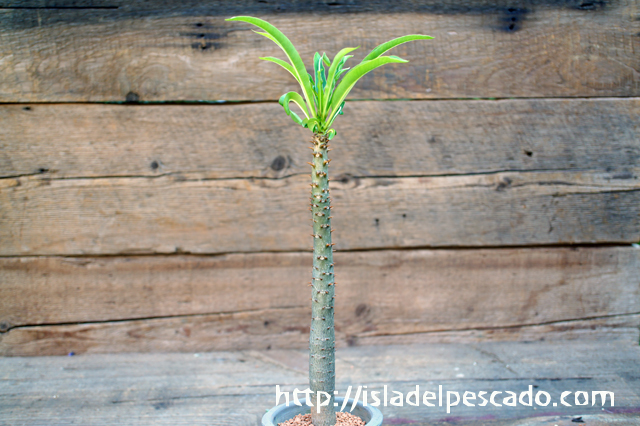 isla del pescado - Pachypodium rutenbergianum-パキポディウム