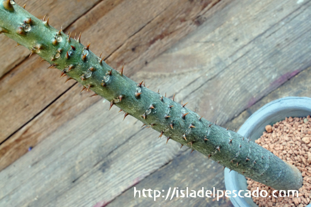 isla del pescado - Pachypodium rutenbergianum-パキポディウム